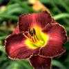 'Her Majesty's Wizard' Daylily